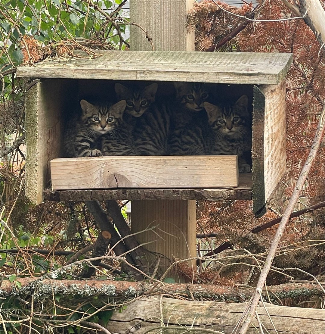 Can you see us? Some of the new kittens born recently at the Highland Wildlife Park but which will one day prowl the Cairngorms. Picture and video: Saving Wildcats.