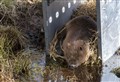 Questions on return of beavers to Cairngorms raised at Holyrood
