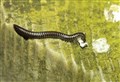 COUNTRY DIARY: Having more than 1300 legs is quite a feat… even for a millipede!
