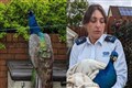 Peacock on road to recovery after falling off two-storey high roof