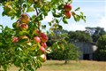 National Trust orchards report excellent harvest due to ideal weather conditions