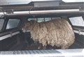 VIDEO: Animal rights group's plan to rescue Britain's loneliest sheep was hijacked, say campaigners