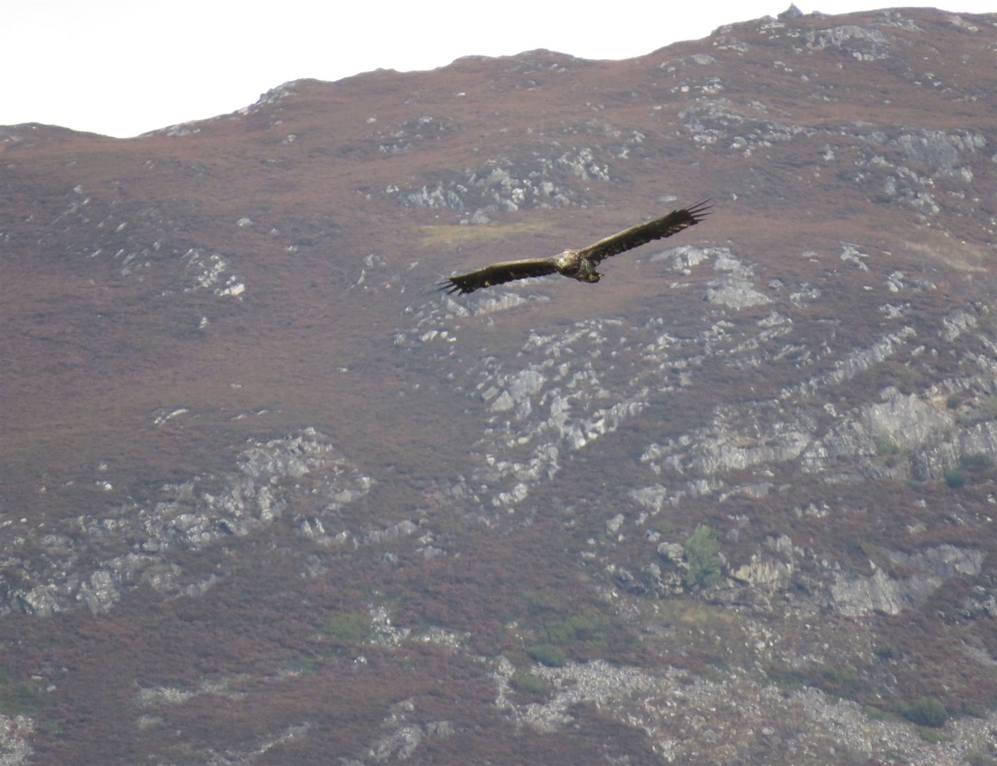 Sea eagle over Badenoch photographed by field worker Dave Pierce