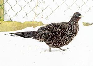 Country pheasant
