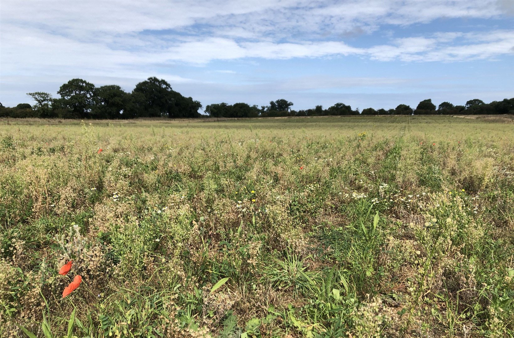 Nature-friendly measures such as mixed species cover crops which can protect soil were included in the SFI (Emily Beament/PA)