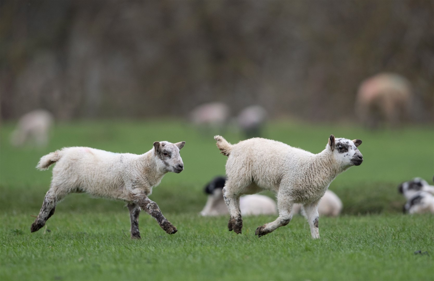 Lamb quotas will end after 15 years (PA)