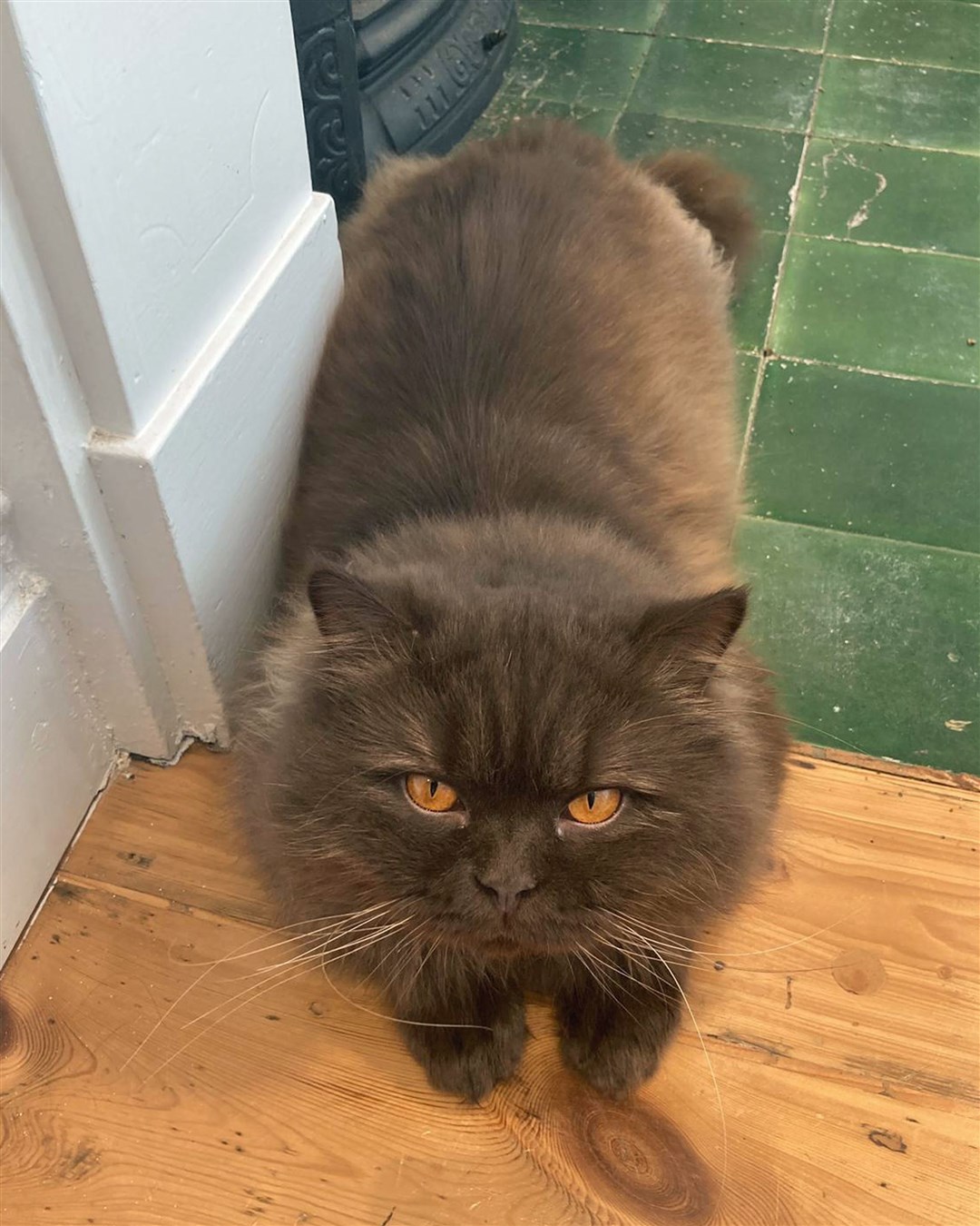 The Russian feline is said to be very friendly (Cats Protection/PA)