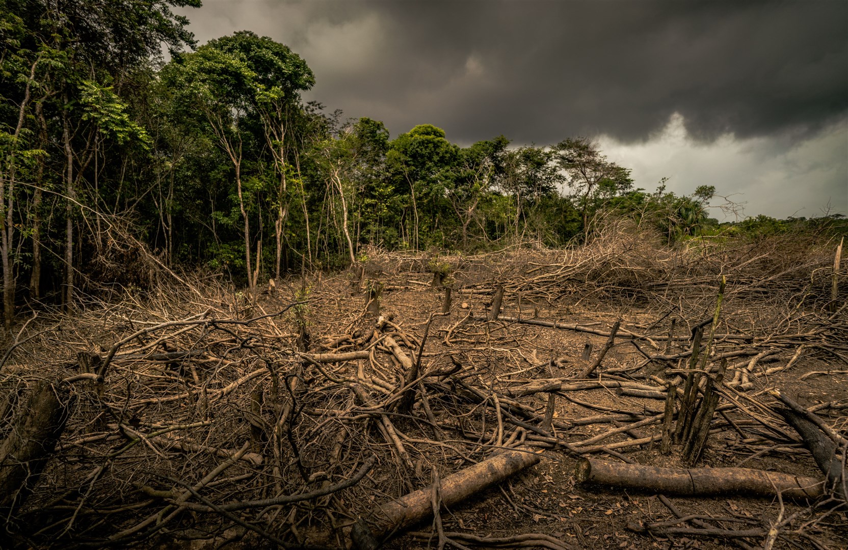 Loss of forests is one of the main drivers of wildlife declines (Luis Barreto/WWF-UK/PA)