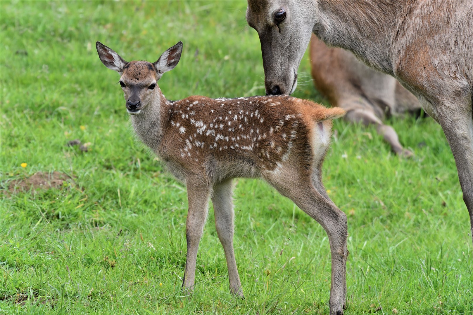 A spotty red calf and its mother