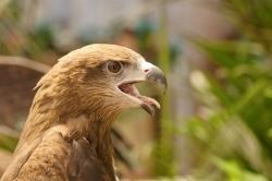 Buzzard nests and eggs are being destroyed in England