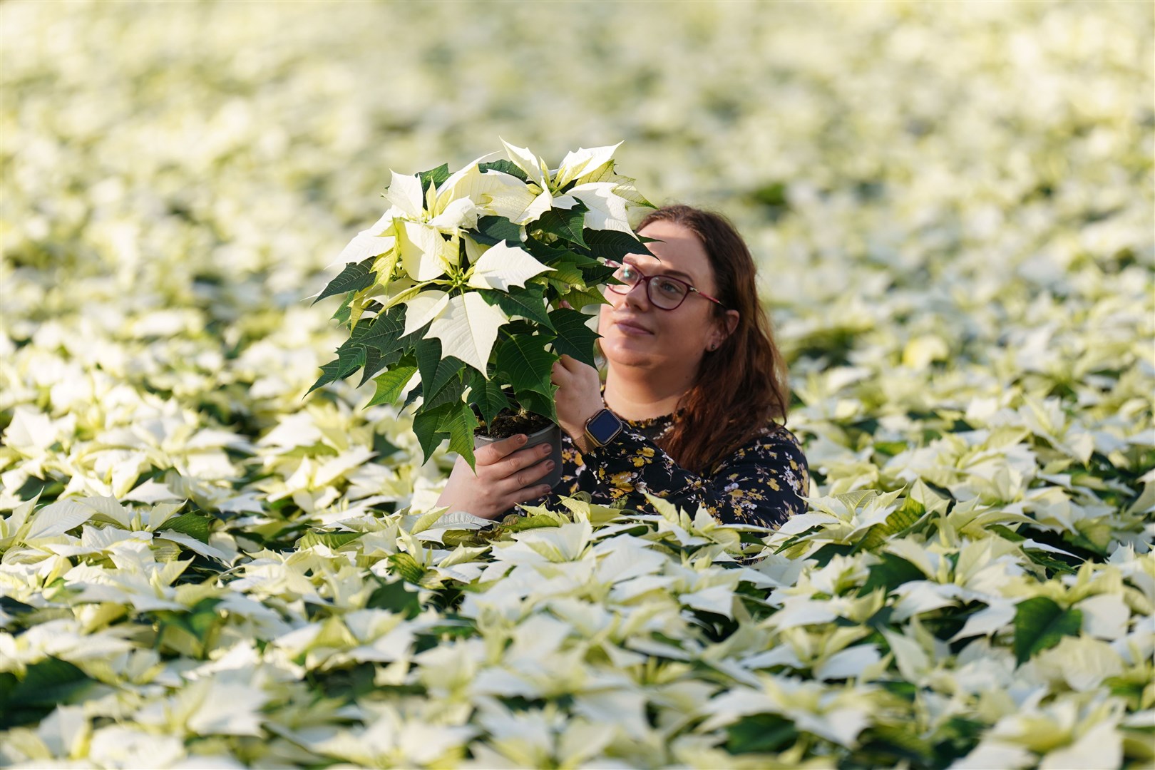 Monika Dratwicka inspects a crop of new white ‘Alaska’ poinsettias at Bridge Farm Group in Spalding, Lincolnshire. (Joe Giddens/ PA)