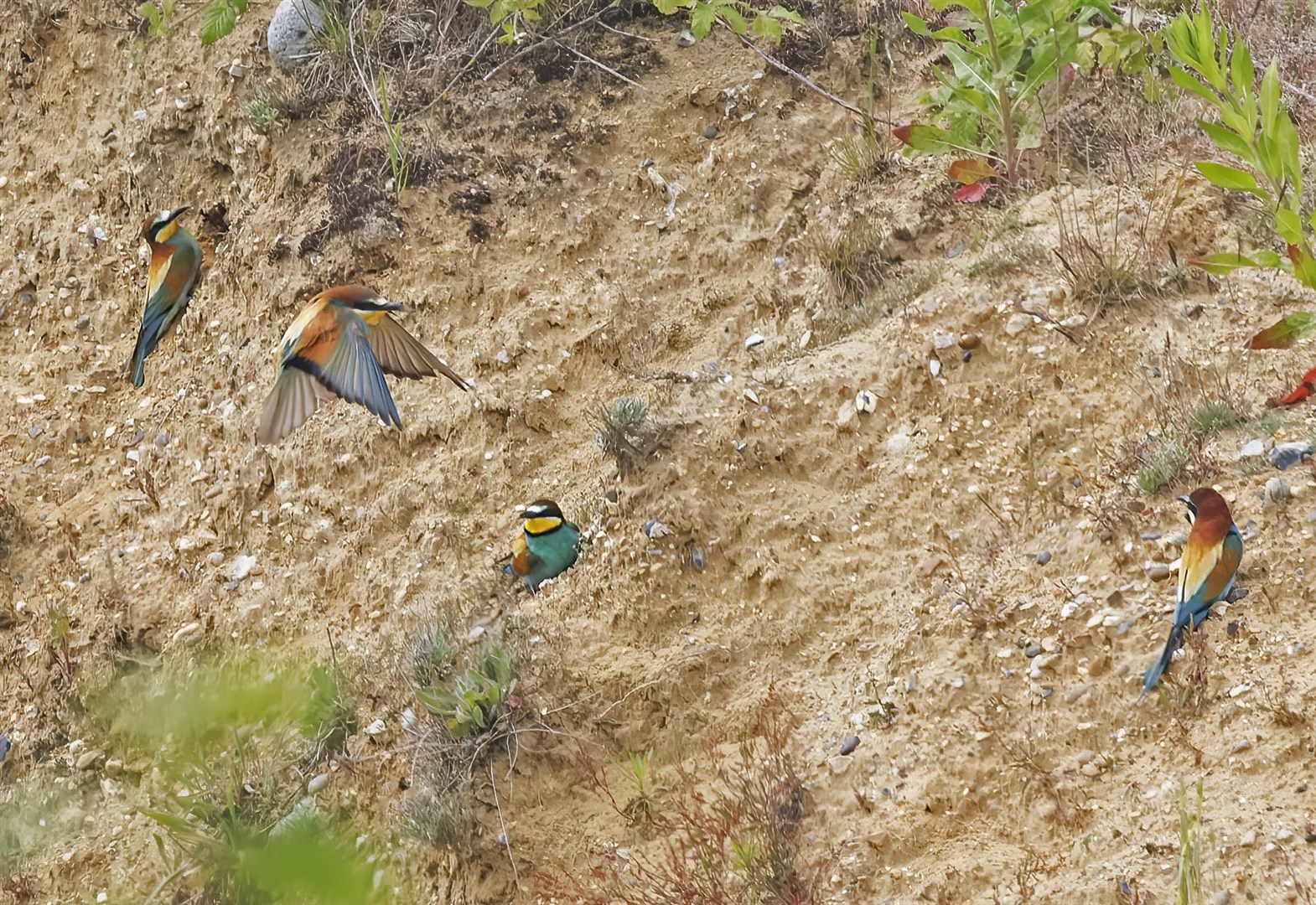 Bee-eaters around the burrows on the site in Norfolk (Mike Edgecombe/PA)