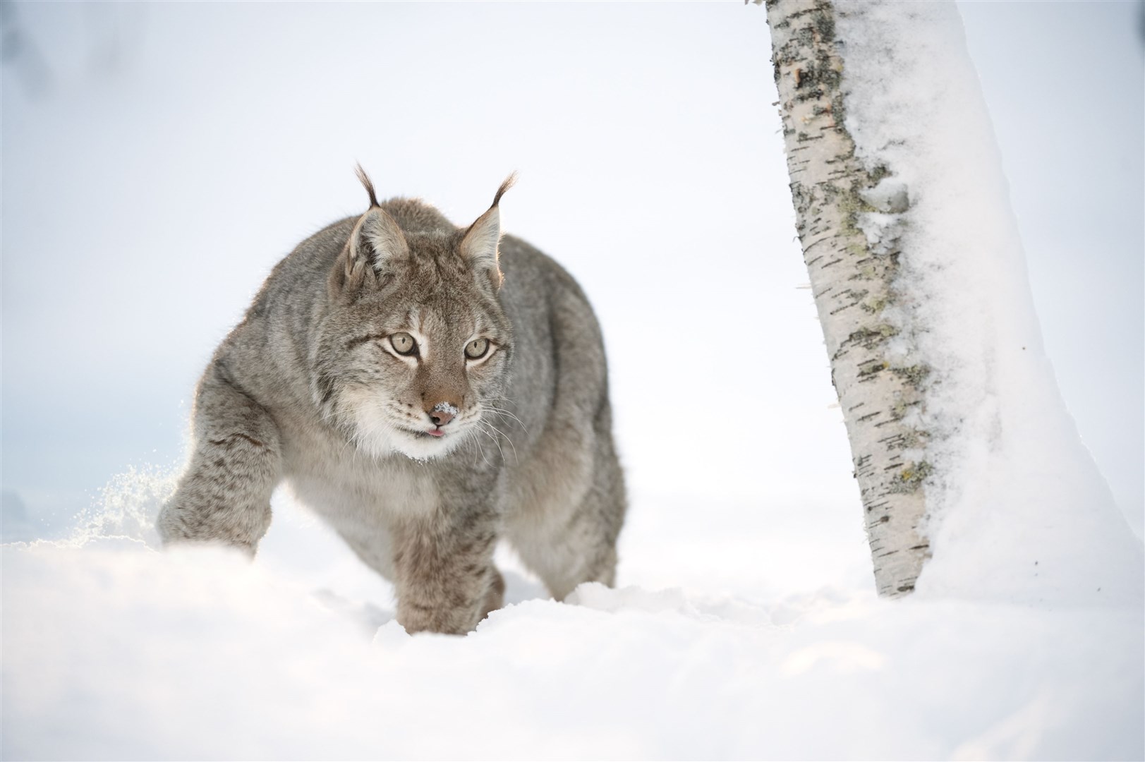 Luchs ist eine essentielle Art, die beeinflussen kann, wie andere Arten interagieren.  Foto: © scotlandbigpicture.com