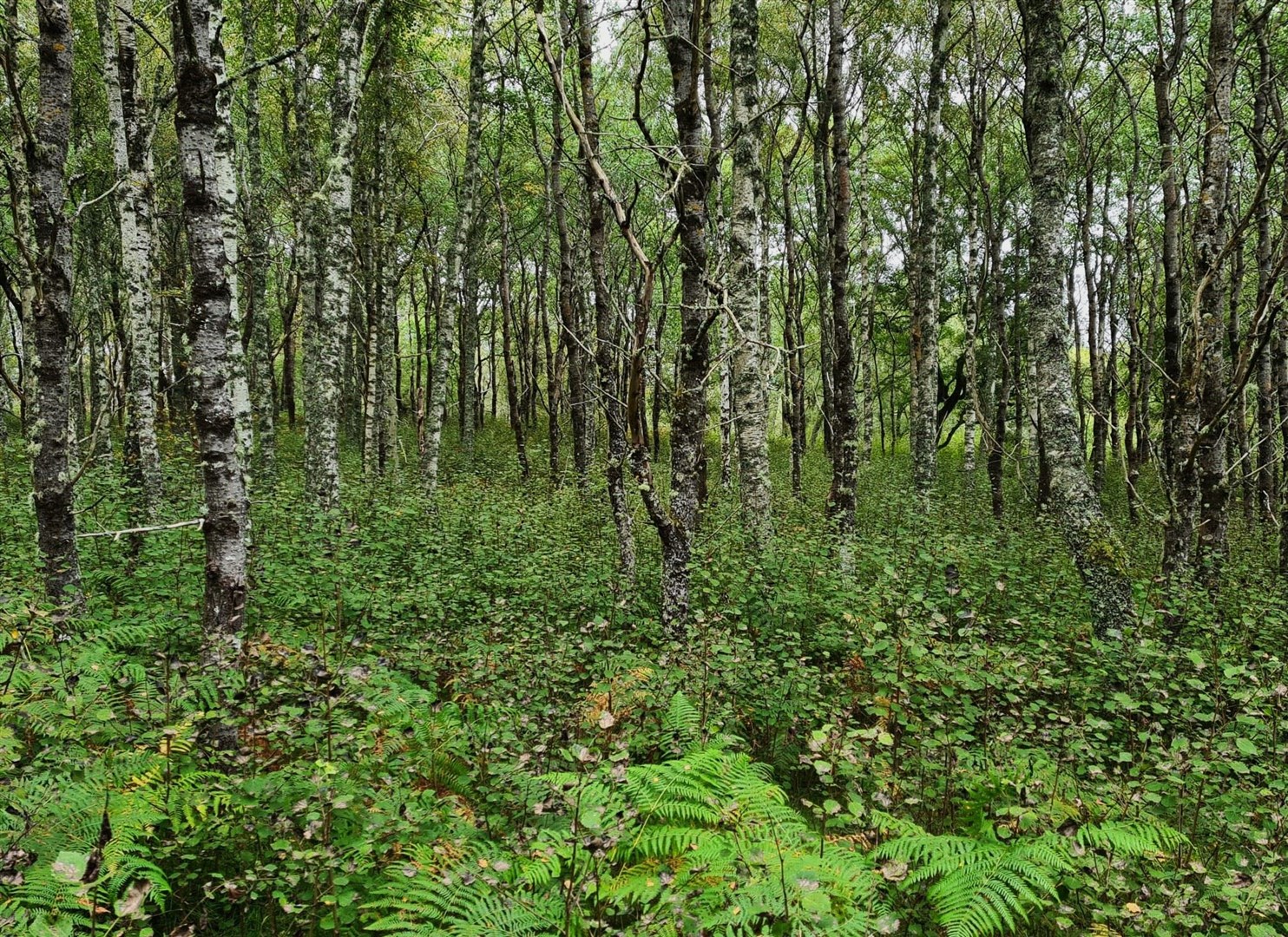 Aspen and suckers in the Cairngorms (Trees for Life)