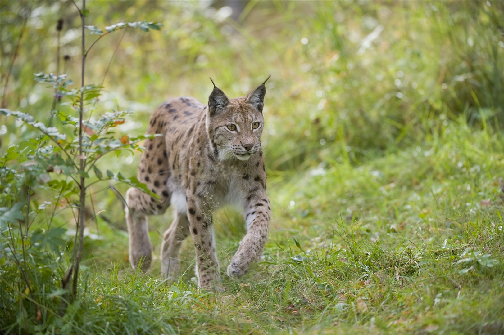 Die an dem Projekt beteiligten Wohltätigkeitsorganisationen glauben, dass der Luchs erfolgreich in den Highlands wieder eingeführt werden kann.  Foto: © scotlandbigpicture.com