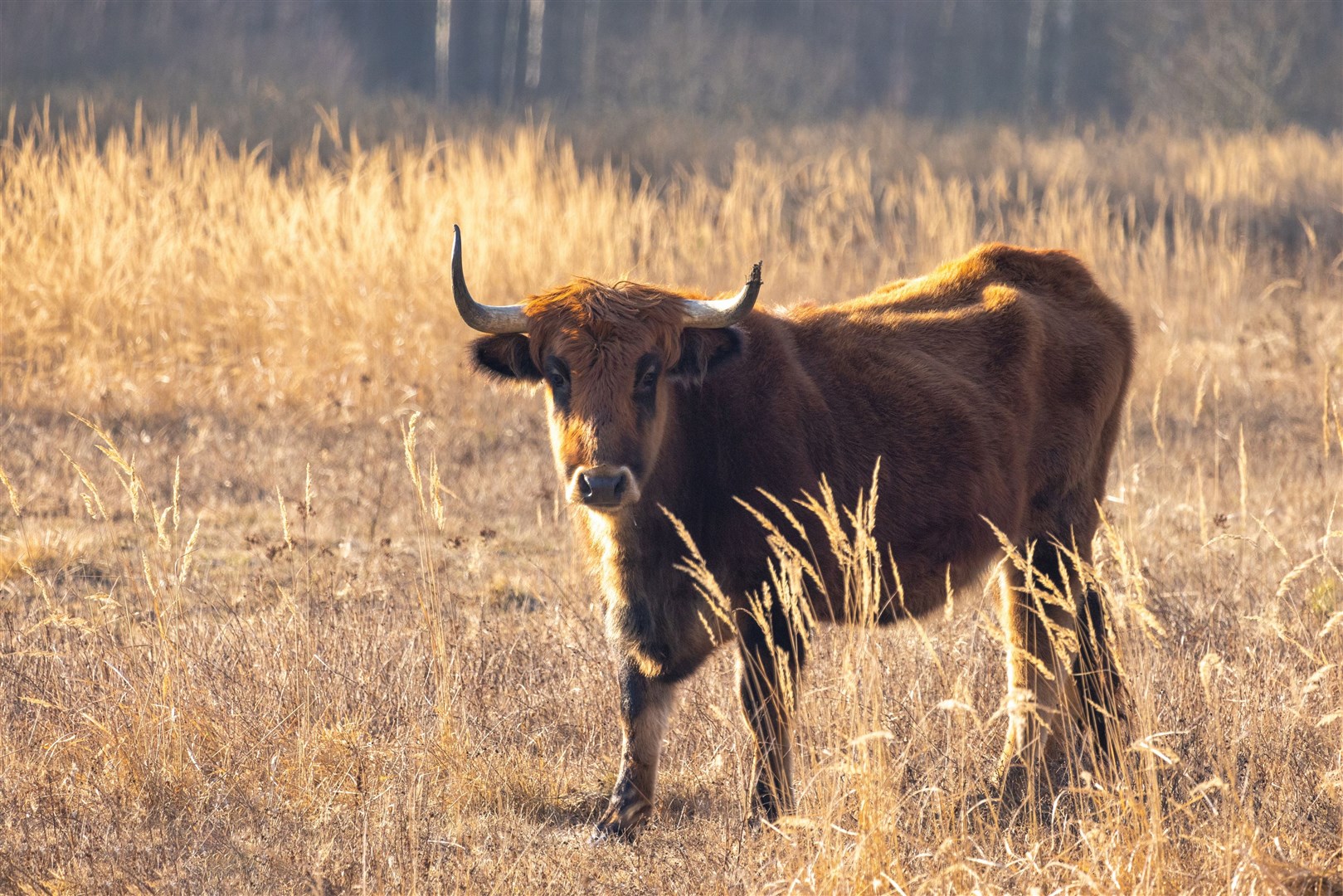 Blast from the past... Tauros have been “back-bred” to genetically replicate, resemble and behave like aurochs as closely as possible.