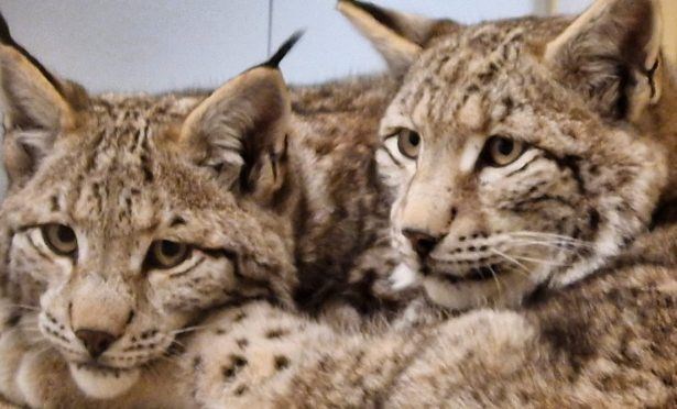 Two of the lynx at Edinburgh Zoo following their return from the wild. Picture: RZSS.