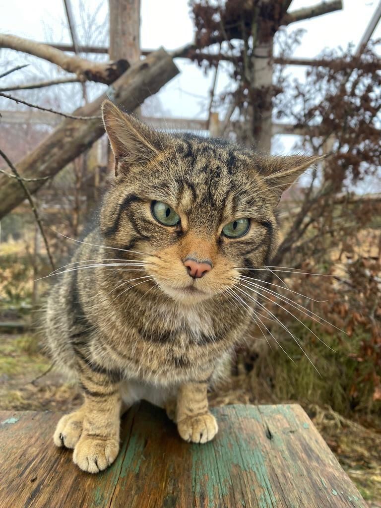 The wildcats have been moved into the pre-release enclosures ahead of their reintroduction into the wild in a few months' time. Picture: RZSS/Saving Wildcats.