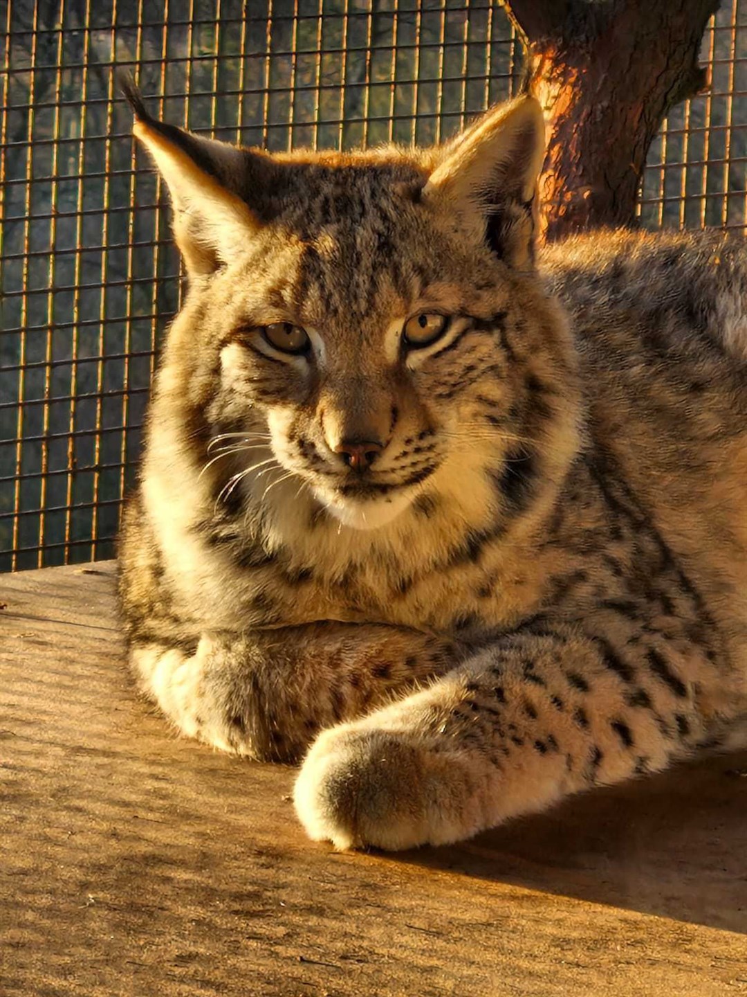 One of the females at sunrise. Picture: RZSS.