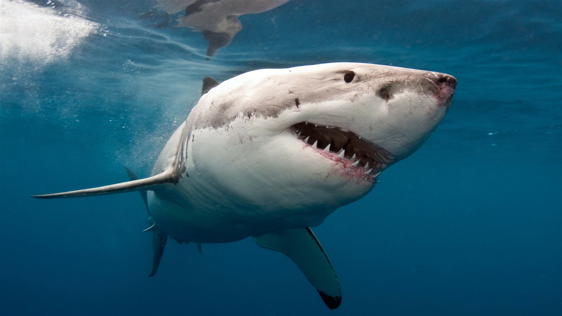 A tracker tag from a Great White shark came detached and ended up on a very remote beach in (the other) Fortrose. It was initially missed during searches of the area – only accessible at low tide ­– until a very thorough black Labrador started to 'rag doll' piles of seaweed.