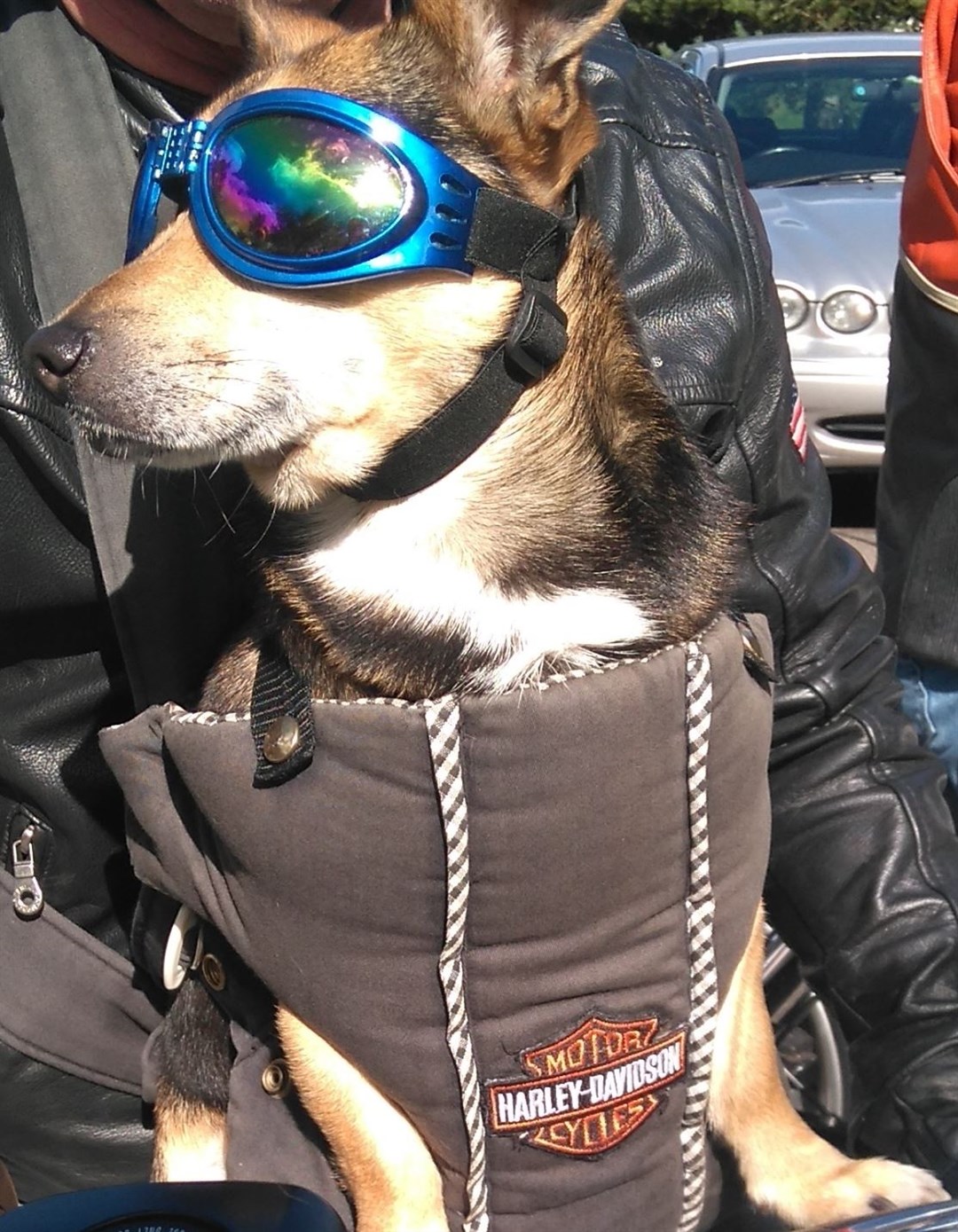 Two legged and even four legged fans flock to the long running Harley Davidson celebration.