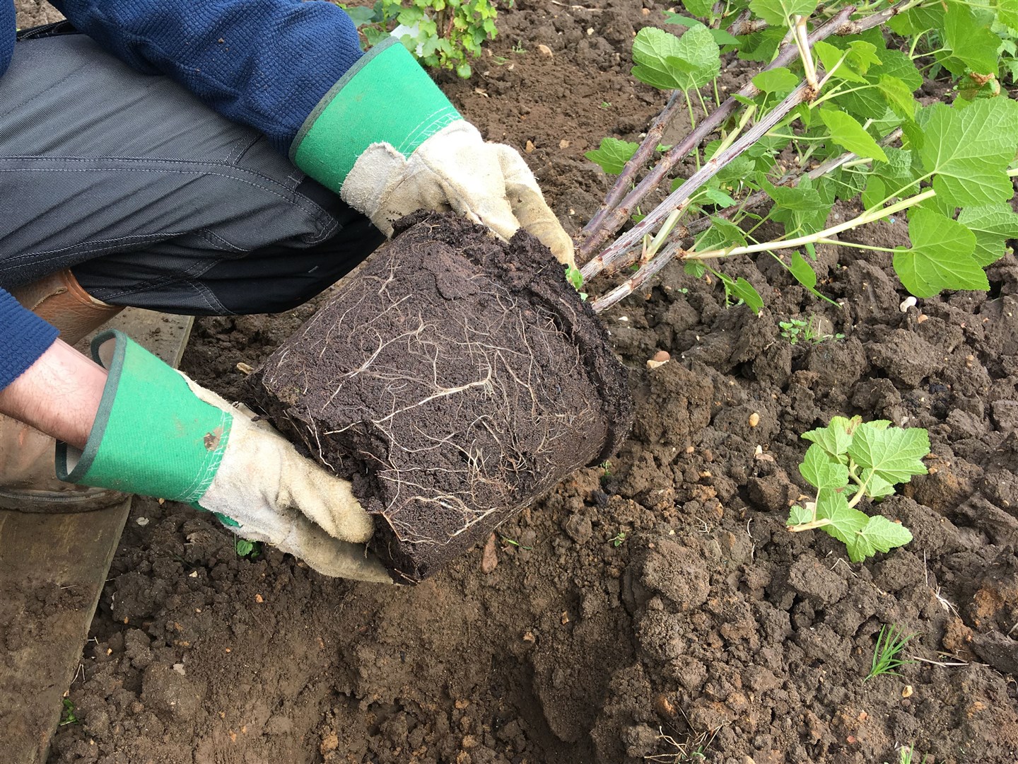 Highland Greens have called for the council to provide council-run allotments (stock image). Picture: ©eag1e – stock.adobe.com.