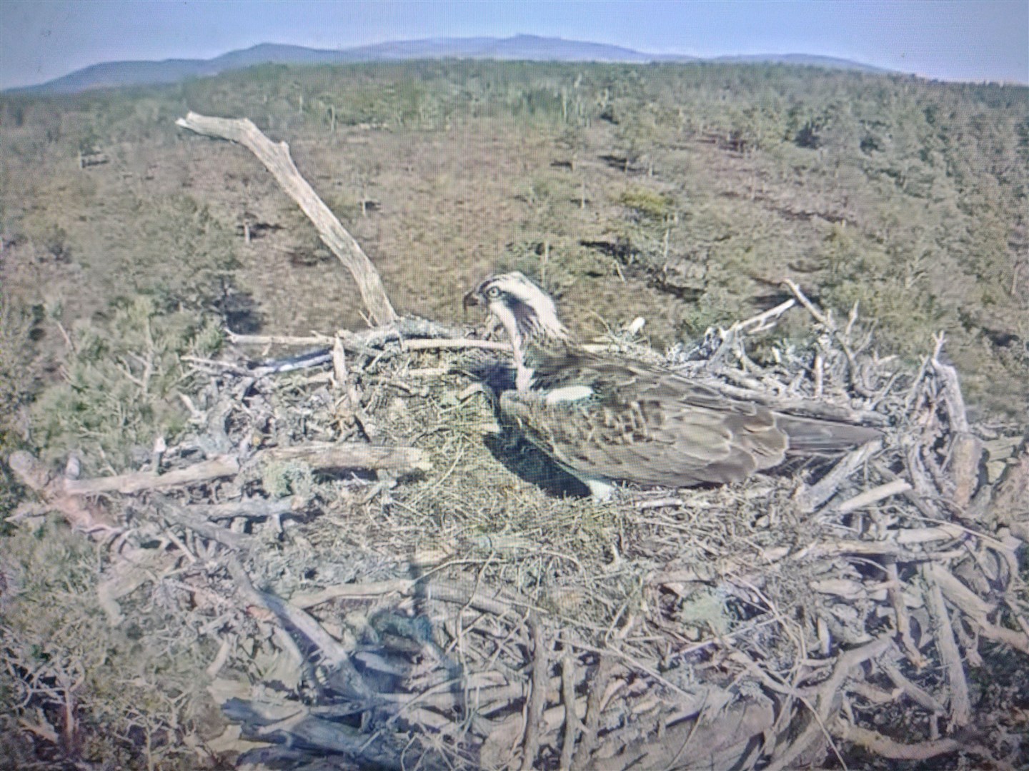 DEVASTATED: After the attack yesterday, the mother-to-be inspects the nest