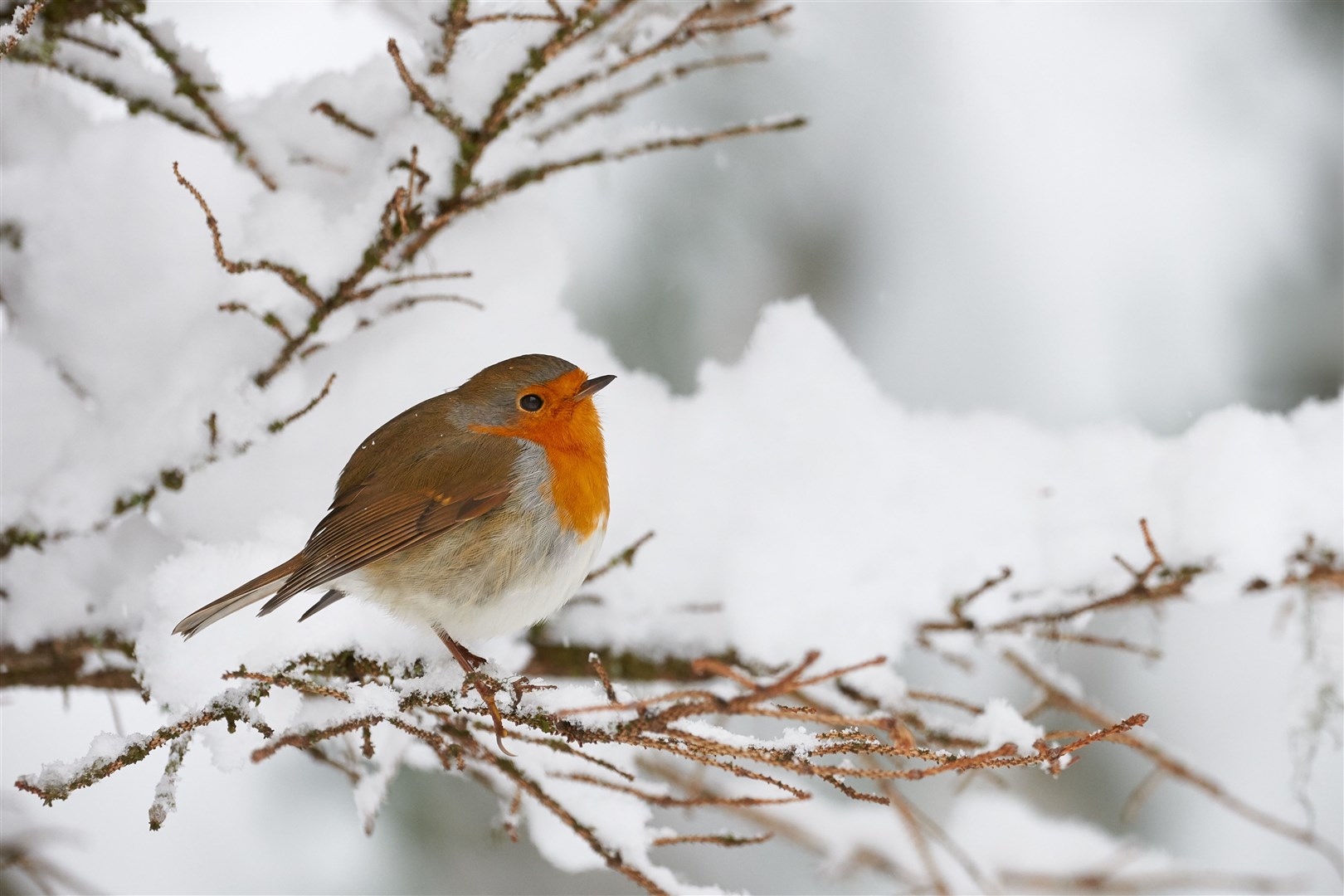Robin shivering in the snow, perched on a small branch.