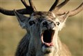 Increased deer stalking demand