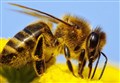 Alert goes up over new threat facing Strathspey honey bees