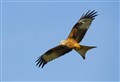 Appeal after protected red kite is shot down at Grantown