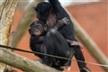 In Video: Apes enjoy early Mother’s Day treats at Twycross Zoo