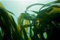 Trawling ban off Sussex coast raises hope of recovery for once-vast kelp forest