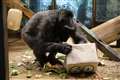 Oldest gorilla in UK celebrates her 60th birthday