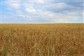 New research will have implications for global wheat production – experts
