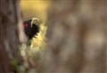 Plea to ‘Lek it be’ to protect threatened capercaillie