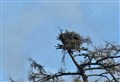 I’m back! Kincraig sees first returning osprey after its African winter