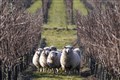Sparkling wine maker marks 10 years of using sheep to graze its vineyards
