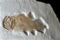 Undersea treasure: 200-million-year-old ‘Lazarus’ fish up for auction