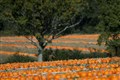 Edible pumpkins enjoy surge in demand amid plant-based food boom