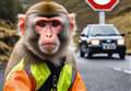 Runaway snow monkey in Cairngorms spawns host of memes 