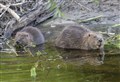 Beavers to move into their new homes in Badenoch and Strathspey in coming weeks