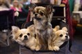 Chihuahuas share gene that makes them small with ancient wolves, study suggests
