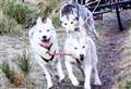 Huskies say 'woof we go!' at Aviemore this weekend