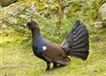 Dog walkers avoid Capercaillie woodland