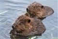 Beavers nearing return to Cairngorms after absence of 400 years