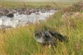 Am Faochagach (47)