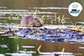 Reports issued on Scottish beaver trials.