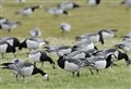 More measures put in place in Scotland to monitor rise in avian flu