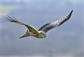 Strathspey estate hit with licence ban for crimes against birds of prey